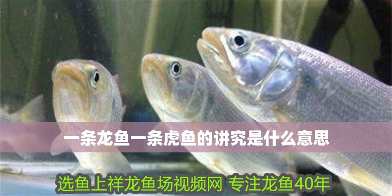 一條龍魚一條虎魚的講究是什么意思 一條龍魚一條虎魚的講究是什么意思 龍魚百科
