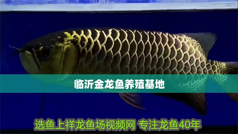 臨沂金龍魚養殖基地 臨沂金龍魚養殖基地 龍魚百科
