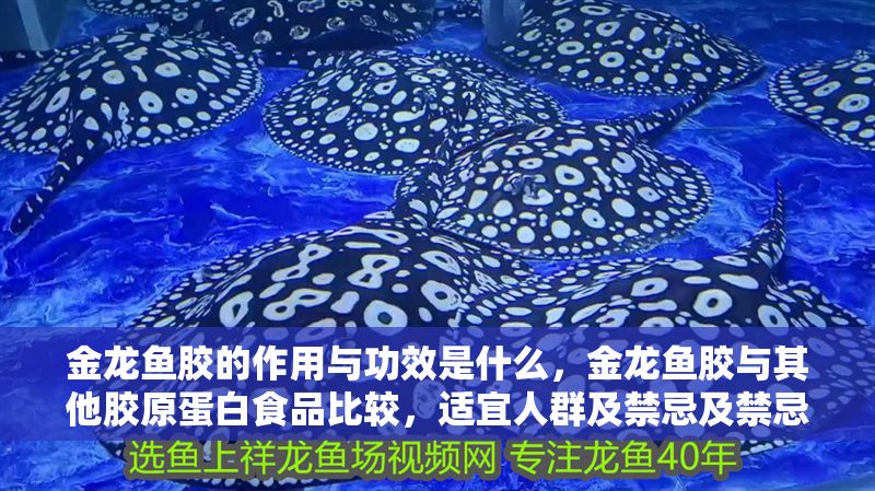 金龍魚膠的作用與功效是什么，金龍魚膠與其他膠原蛋白食品比較，適宜人群及禁忌及禁忌