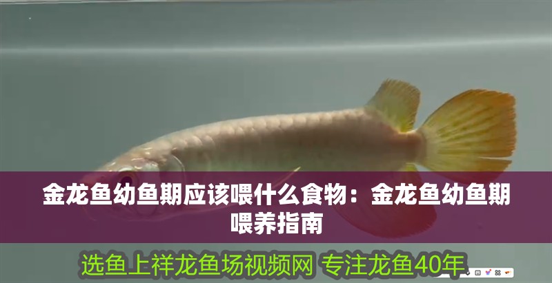 金龍魚幼魚期應(yīng)該喂什么食物：金龍魚幼魚期喂養(yǎng)指南