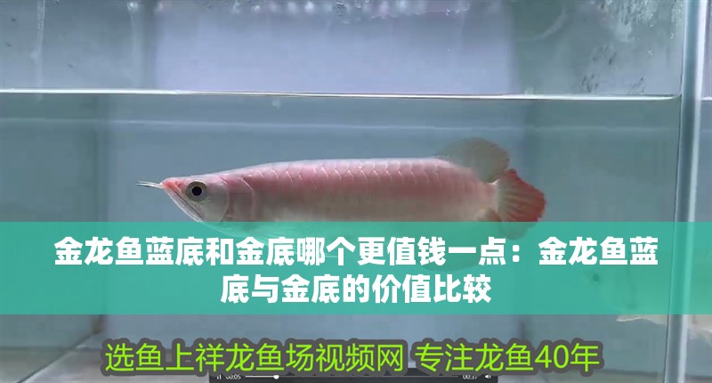 金龍魚藍底和金底哪個更值錢一點：金龍魚藍底與金底的價值比較