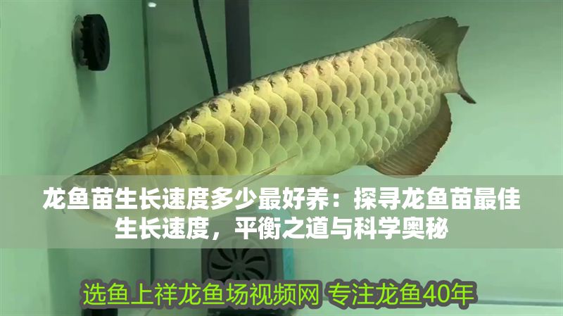 龍魚苗生長(zhǎng)速度多少最好養(yǎng)：探尋龍魚苗最佳生長(zhǎng)速度，平衡之道與科學(xué)奧秘
