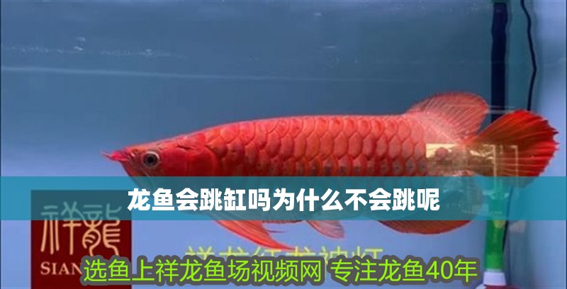 龍魚會跳缸嗎為什么不會跳呢