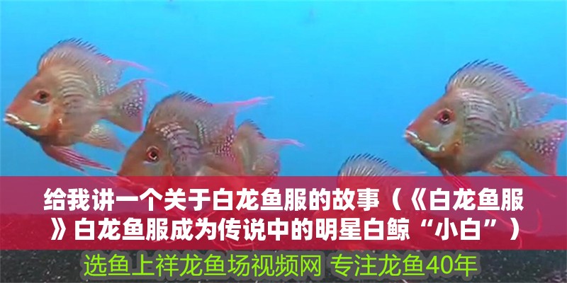 給我講一個關于白龍魚服的故事（《白龍魚服》白龍魚服成為傳說中的明星白鯨“小白”） 給我講一個關于白龍魚服的故事（《白龍魚服》白龍魚服成為傳說中的明星白鯨“小白”） 龍魚百科