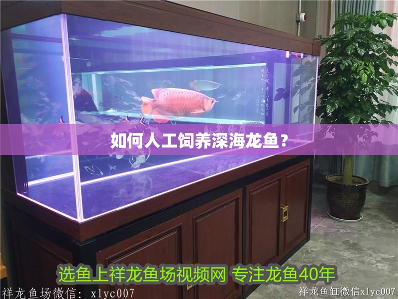 如何人工飼養深海龍魚？
