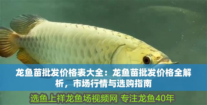 龍魚苗批發(fā)價(jià)格表大全：龍魚苗批發(fā)價(jià)格全解析，市場(chǎng)行情與選購(gòu)指南