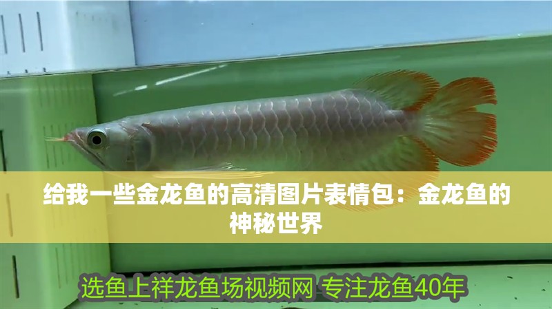 給我一些金龍魚的高清圖片表情包：金龍魚的神秘世界