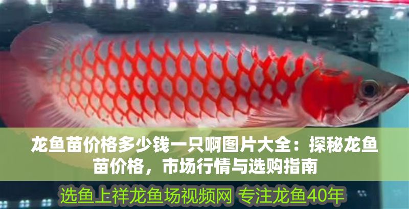 龍魚苗價(jià)格多少錢一只啊圖片大全：探秘龍魚苗價(jià)格，市場行情與選購指南