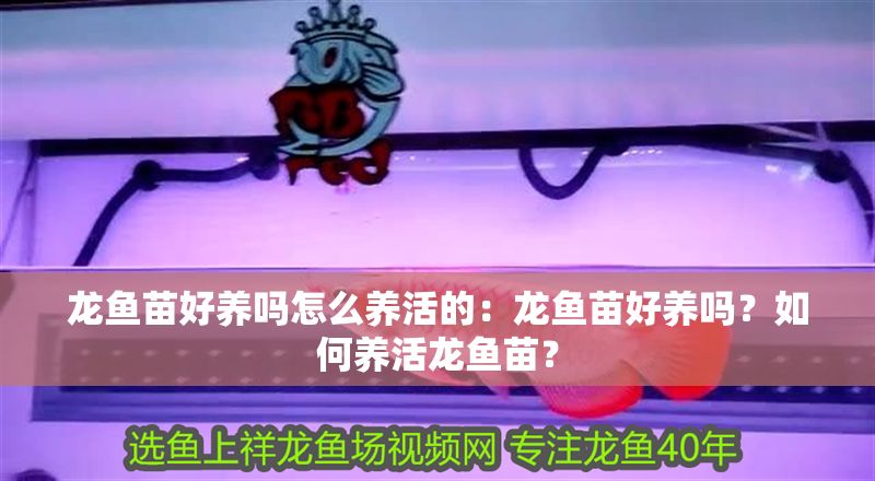 龍魚苗好養嗎怎么養活的：龍魚苗好養嗎？如何養活龍魚苗？
