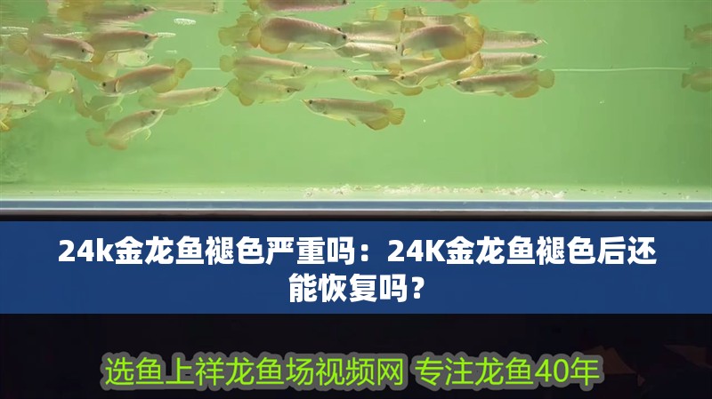24k金龍魚褪色嚴重嗎：24K金龍魚褪色后還能恢復嗎？