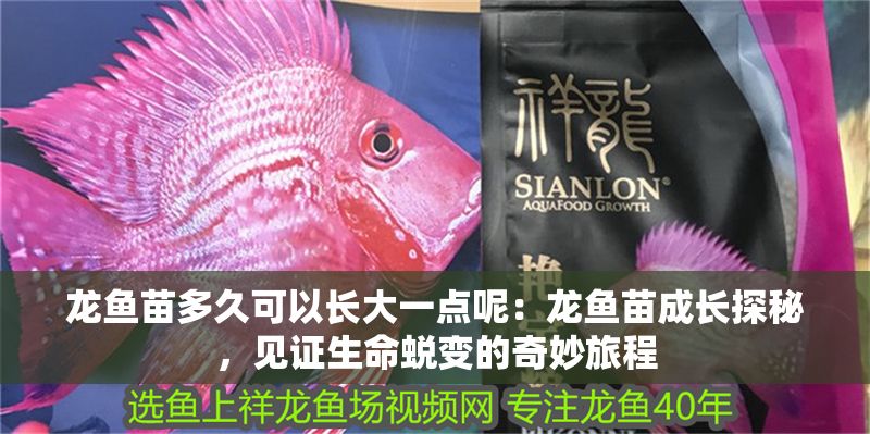 龍魚苗多久可以長大一點呢：龍魚苗成長探秘，見證生命蛻變的奇妙旅程