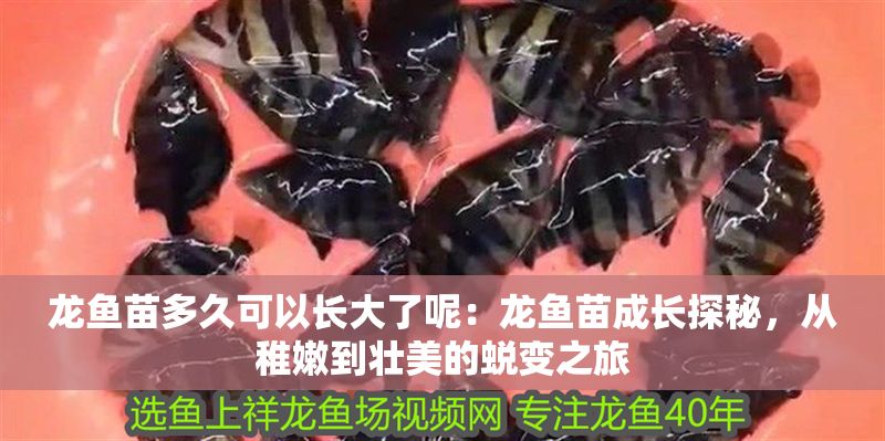 龍魚苗多久可以長大了呢：龍魚苗成長探秘，從稚嫩到壯美的蛻變之旅