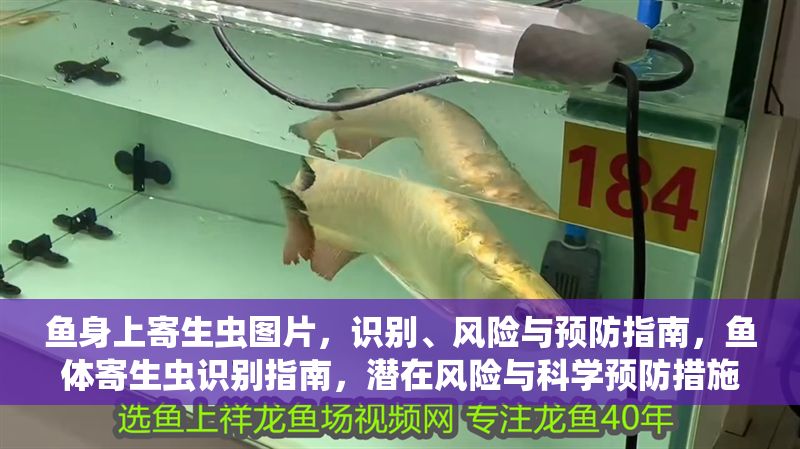 魚身上寄生蟲圖片，識別、風險與預防指南，魚體寄生蟲識別指南，潛在風險與科學預防措施 魚身上寄生蟲圖片，識別、風險與預防指南，魚體寄生蟲識別指南，潛在風險與科學預防措施 龍魚常見疾病 第1張