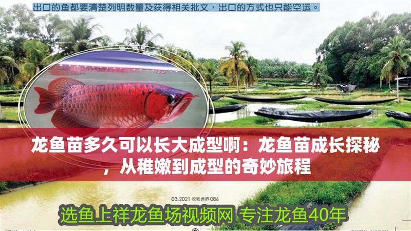 龍魚苗多久可以長大成型啊：龍魚苗成長探秘，從稚嫩到成型的奇妙旅程