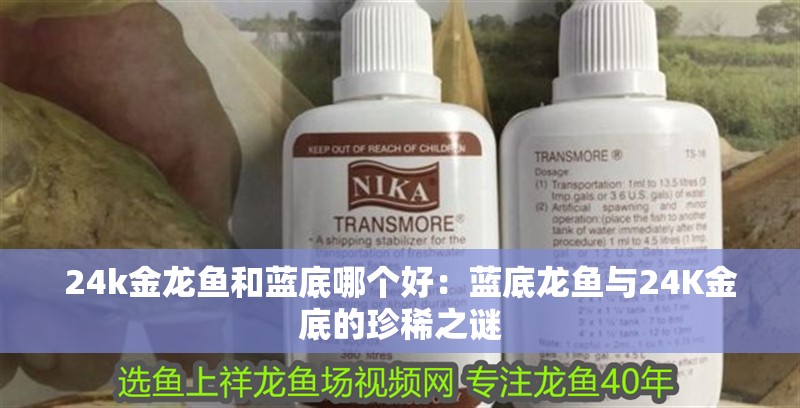 24k金龍魚和藍底哪個好：藍底龍魚與24K金底的珍稀之謎