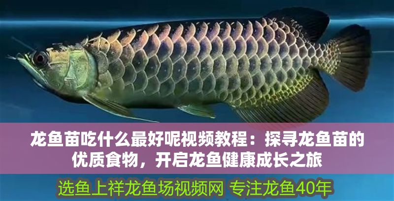 龍魚苗吃什么最好呢視頻教程：探尋龍魚苗的優質食物，開啟龍魚健康成長之旅