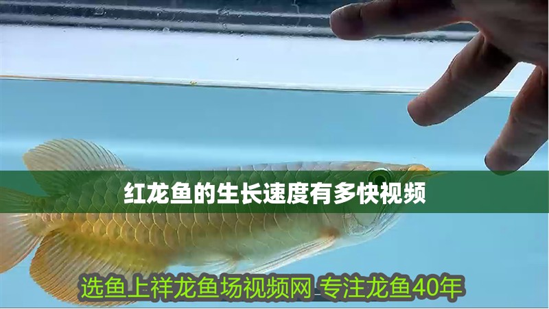龍魚兜嘴后期可以改變么 龍魚兜嘴后期可以改變么 龍魚百科