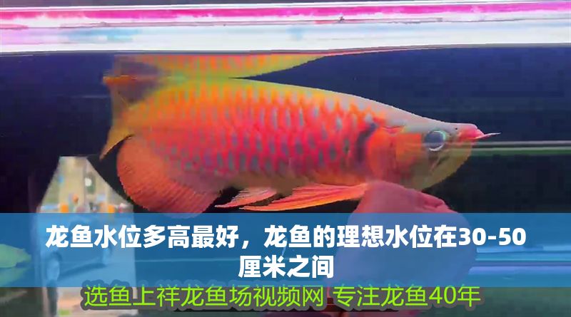 龍魚水位多高最好，龍魚的理想水位在30-50厘米之間