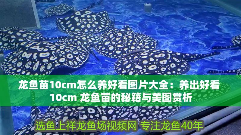 龍魚苗10cm怎么養好看圖片大全：養出好看 10cm 龍魚苗的秘籍與美圖賞析