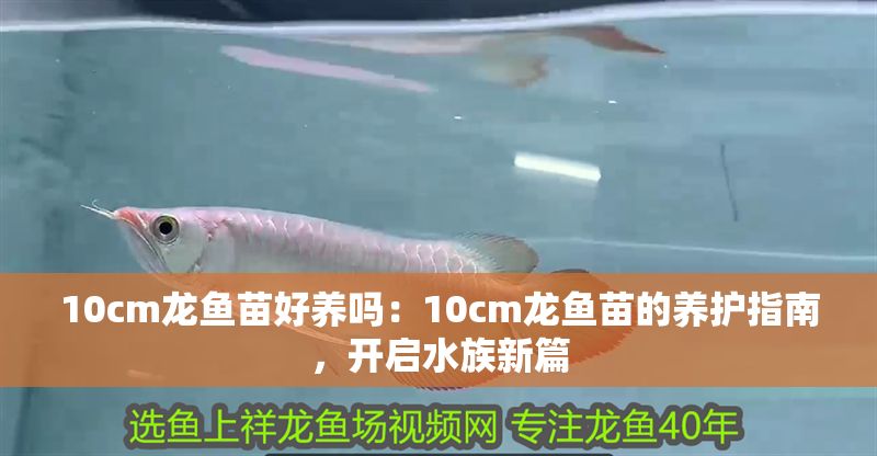 10cm龍魚苗好養嗎：10cm龍魚苗的養護指南，開啟水族新篇