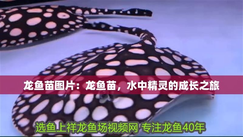 龍魚苗圖片：龍魚苗，水中精靈的成長之旅