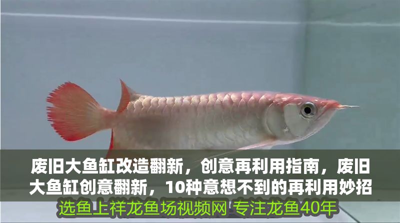 廢舊大魚缸改造翻新，創意再利用指南，廢舊大魚缸創意翻新，10種意想不到的再利用妙招