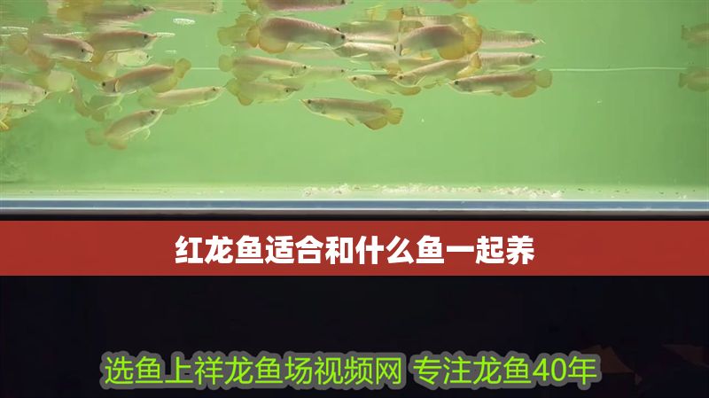 紅龍魚適合和什么魚一起養(yǎng) 紅龍魚適合和什么魚一起養(yǎng) 龍魚百科 第1張