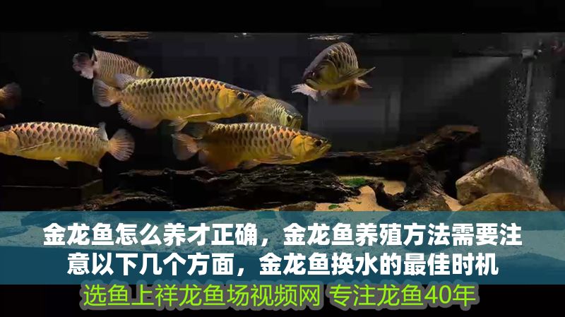 金龍魚怎么養才正確，金龍魚養殖方法需要注意以下幾個方面，金龍魚換水的最佳時機
