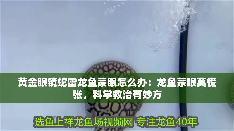 黃金眼鏡蛇雷龍魚蒙眼怎么辦：龍魚蒙眼莫慌張，科學救治有妙方