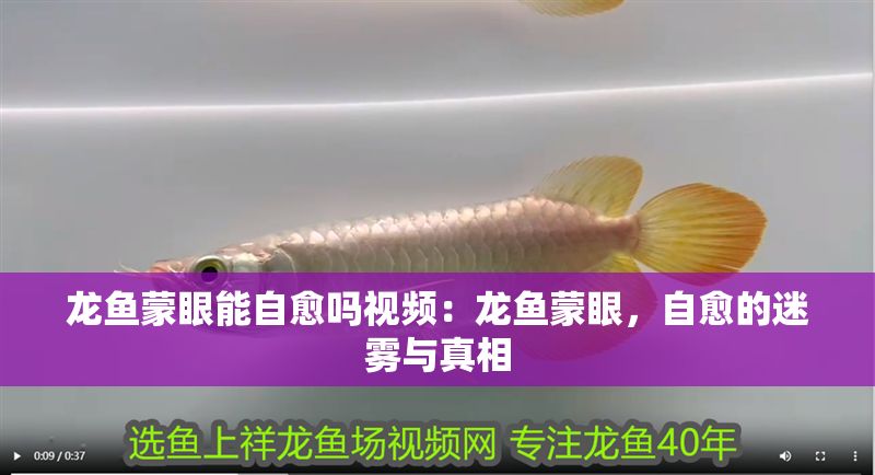 龍魚蒙眼能自愈嗎視頻：龍魚蒙眼，自愈的迷霧與真相