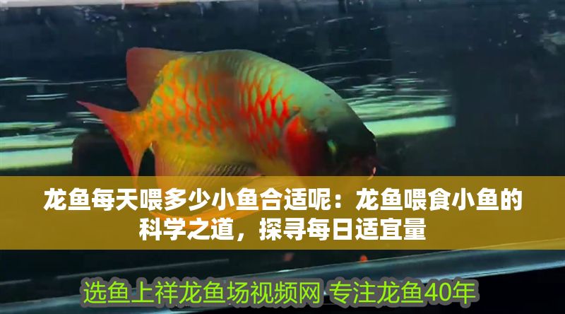 龍魚每天喂多少小魚合適呢：龍魚喂食小魚的科學之道，探尋每日適宜量