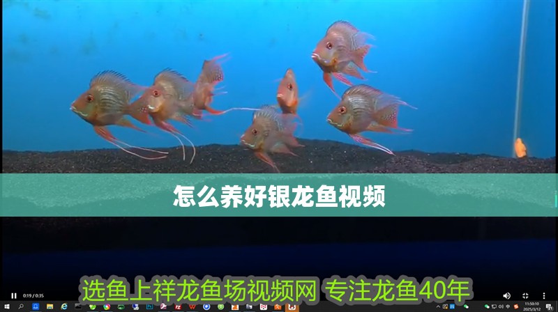 怎么養(yǎng)好銀龍魚視頻