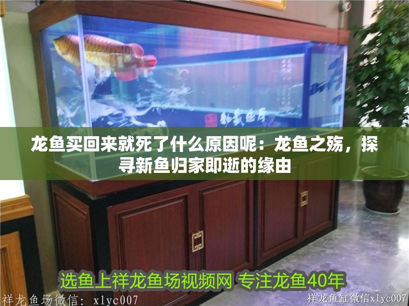 龍魚買回來就死了什么原因呢：龍魚之殤，探尋新魚歸家即逝的緣由