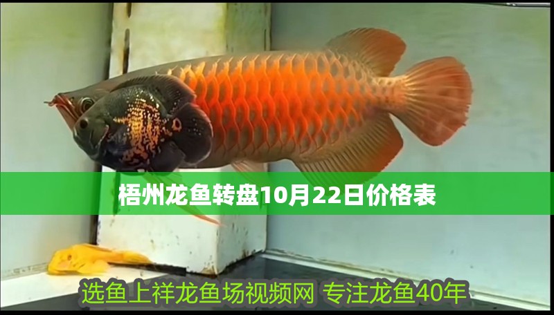 魚缸過濾器選購指南:自制魚缸過濾器魚缸上置過濾器對于養魚愛好者的必備知識 梧州龍魚轉盤10月22日價格表 龍魚百科 梧州龍魚轉盤10月22日價格表 梧州龍魚轉盤10月22日價格表 龍魚百科