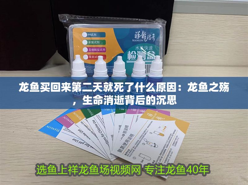 龍魚買回來第二天就死了什么原因：龍魚之殤，生命消逝背后的沉思