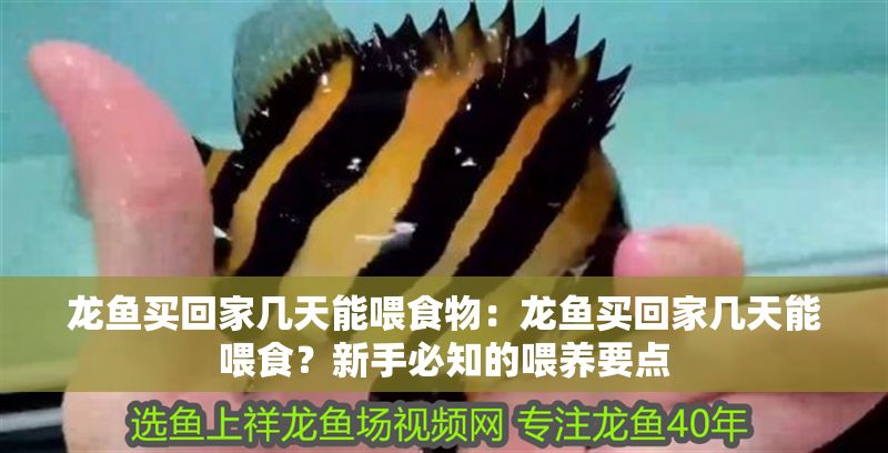 龍魚買回家幾天能喂食物：龍魚買回家幾天能喂食？新手必知的喂養要點
