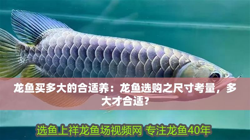 龍魚買多大的合適養：龍魚選購之尺寸考量，多大才合適？