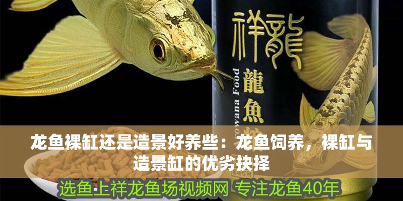 龍魚裸缸還是造景好養(yǎng)些：龍魚飼養(yǎng)，裸缸與造景缸的優(yōu)劣抉擇