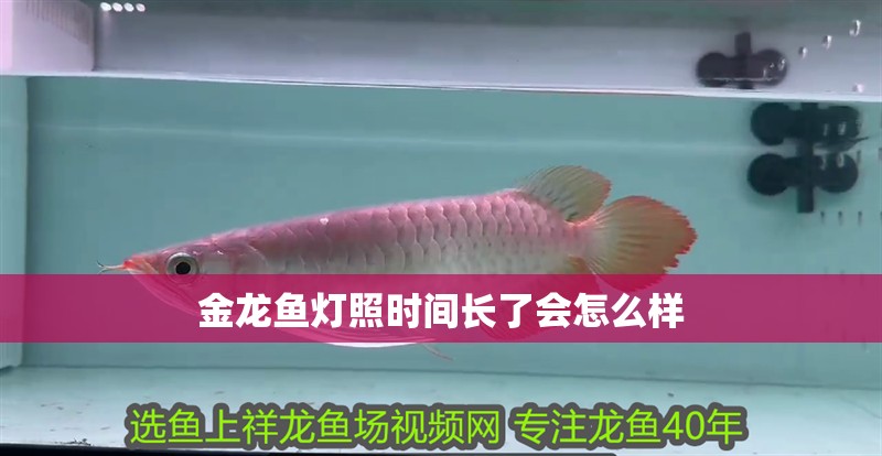 金龍魚燈照時間長了會怎么樣