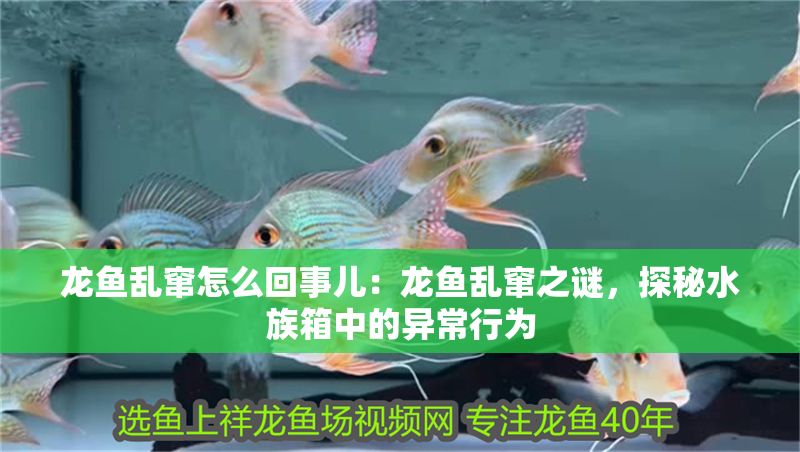 龍魚亂竄怎么回事兒：龍魚亂竄之謎，探秘水族箱中的異常行為