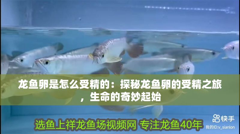 龍魚卵是怎么受精的：探秘龍魚卵的受精之旅，生命的奇妙起始 龍魚卵是怎么受精的：探秘龍魚卵的受精之旅，生命的奇妙起始 龍魚百科 第1張