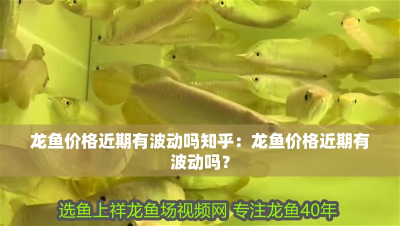 龍魚價格近期有波動嗎知乎：龍魚價格近期有波動嗎？