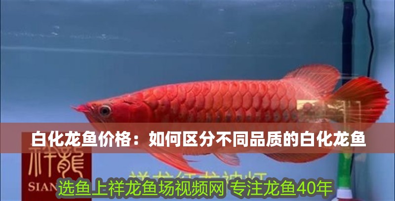 白化龍魚價格：如何區分不同品質的白化龍魚