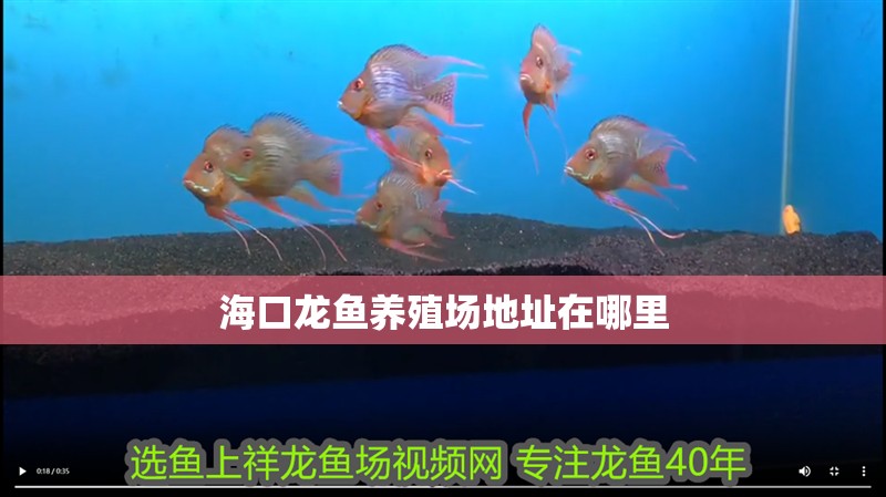 <strong><mark>海口</mark></strong>龍魚養殖場地址在哪里