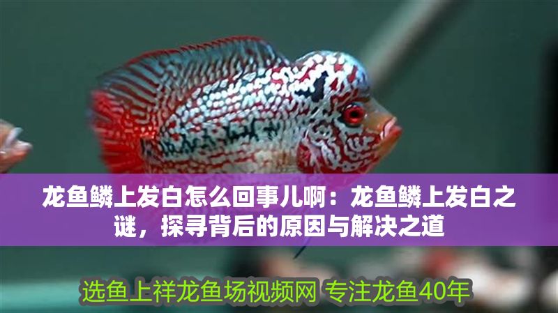 龍魚鱗上發白怎么回事兒啊：龍魚鱗上發白之謎，探尋背后的原因與解決之道