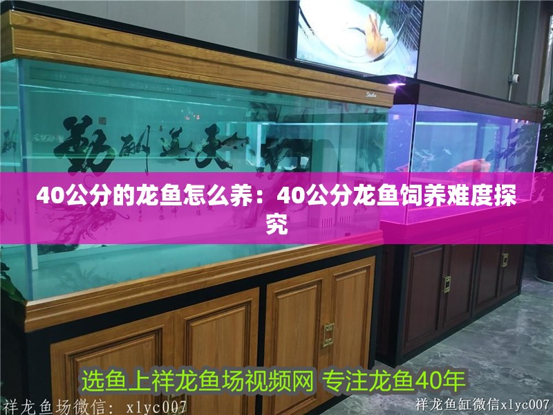 40公分的龍魚怎么養：40公分龍魚飼養難度探究