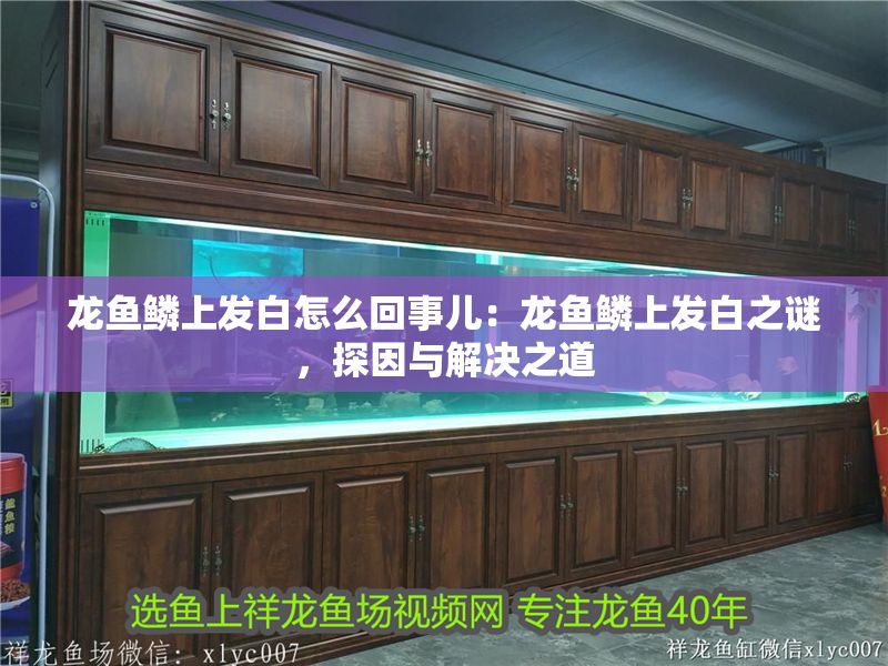 龍魚鱗上發白怎么回事兒：龍魚鱗上發白之謎，探因與解決之道
