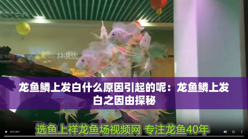 龍魚鱗上發白什么原因引起的呢：龍魚鱗上發白之因由探秘