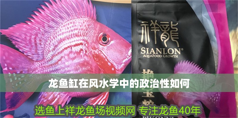 龍魚缸在風水學中的政治性如何 龍魚缸在風水學中的政治性如何 龍魚百科