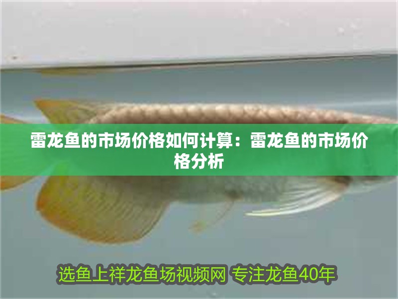 雷龍魚的市場價格如何計算：雷龍魚的市場價格分析